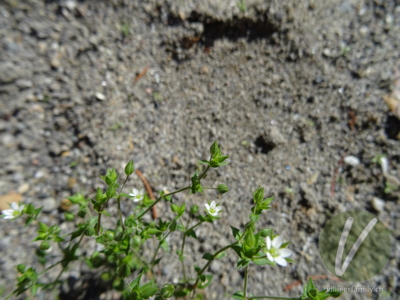 Gewöhnliches Quendelblättriges Sandkraut: Blüten