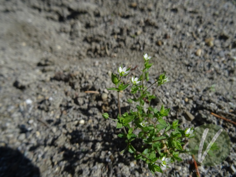 Gewöhnliches Quendelblättriges Sandkraut: Blätter, Blüten, Stengel