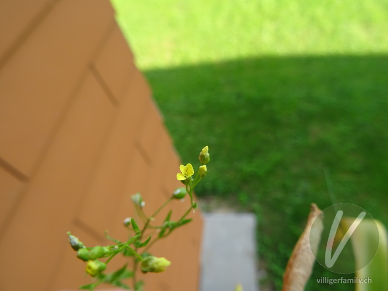 Ackernüsschen: Blüten