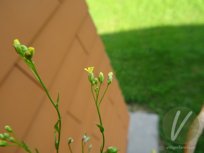 Ackernüsschen: Blüten