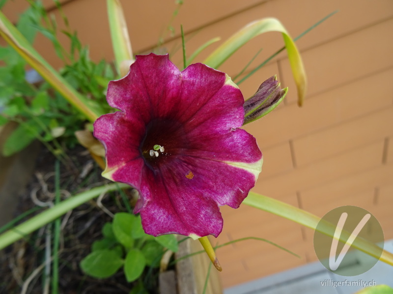 Violette Petunie: Blüten