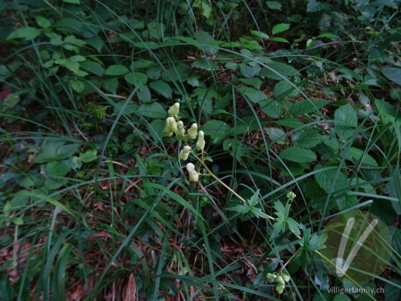 Gewöhnlicher Gelb-Eisenhut: Blüten