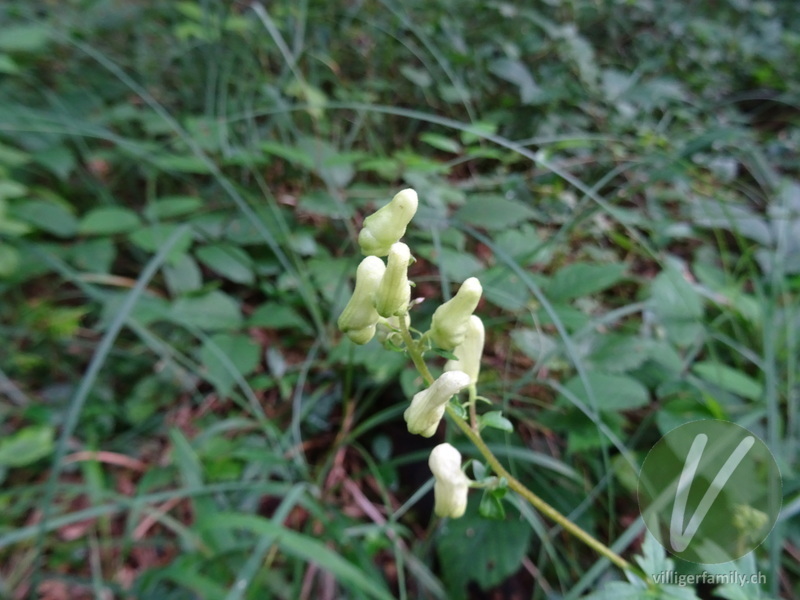 Gewöhnlicher Gelb-Eisenhut: Blüten