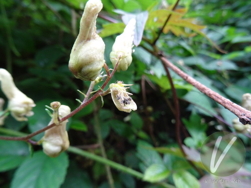 Gewöhnlicher Gelb-Eisenhut: Blüten