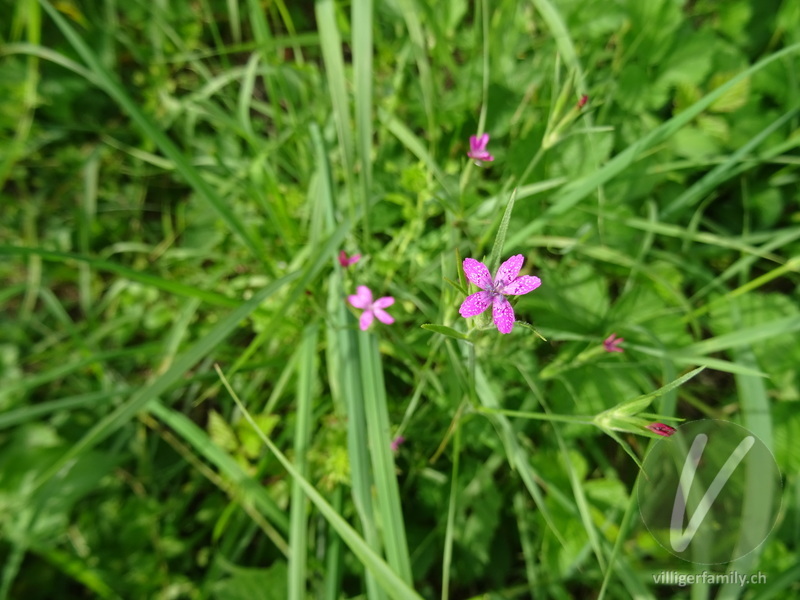 Rauhe Nelke: Blüten