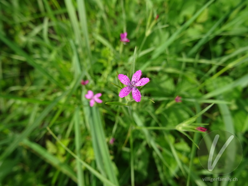 Rauhe Nelke: Blüten