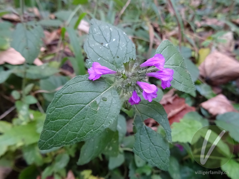 Wirbeldost: Blüten