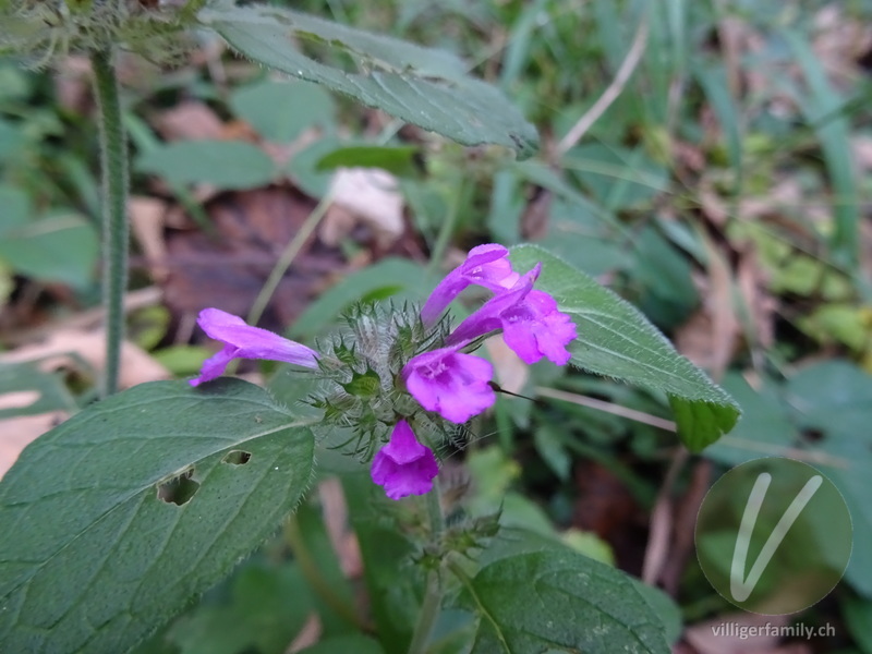 Wirbeldost: Blüten