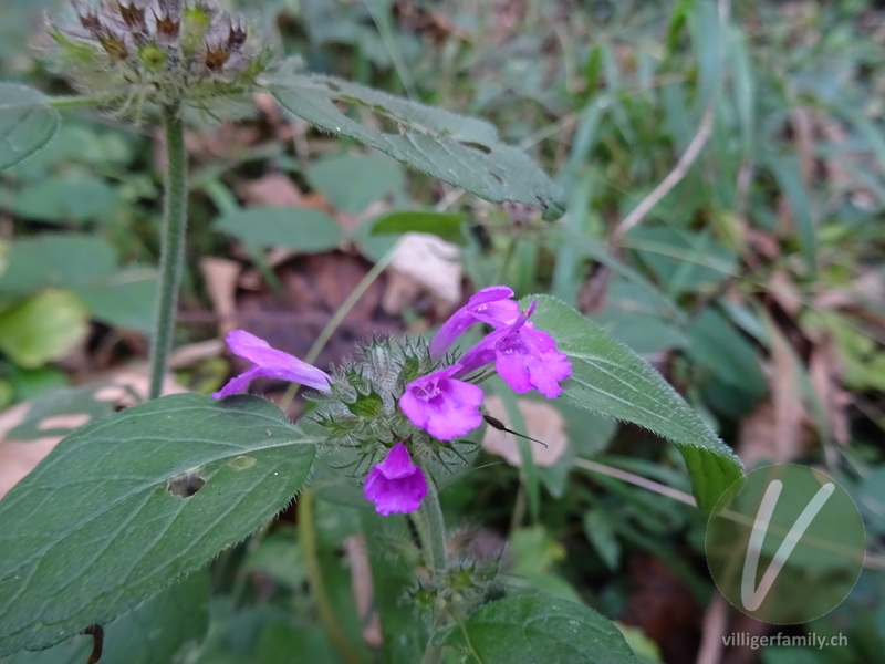 Wirbeldost: Blüten