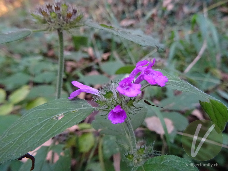 Wirbeldost: Blüten