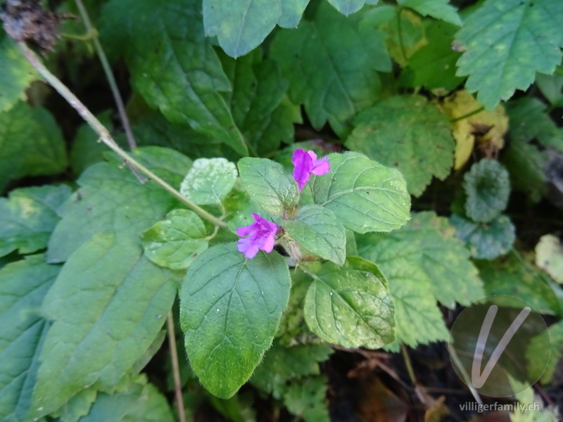 Wirbeldost: Gesamtbild, Blätter, Blüten