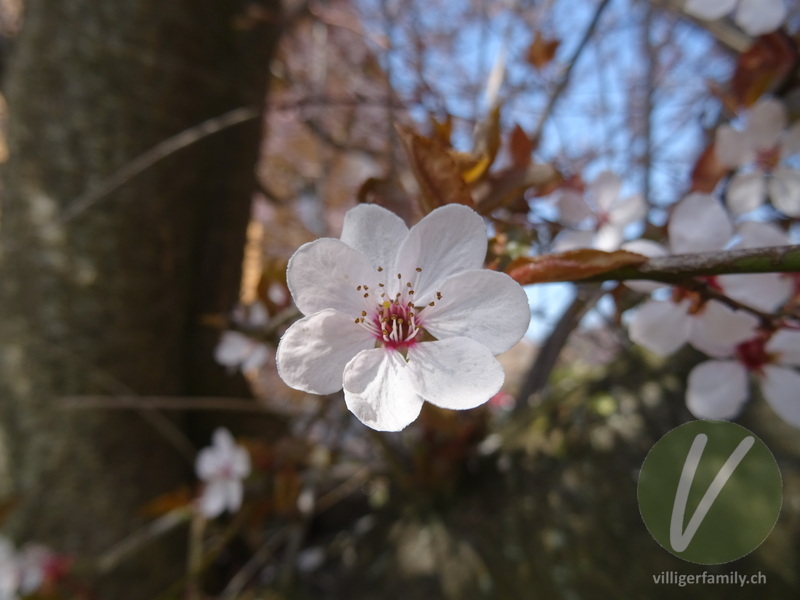 Japanische Blütenkirsche: Blüten