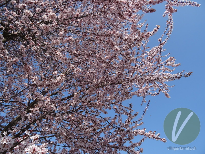 Japanische Blütenkirsche: Blüten, Gesamtbild