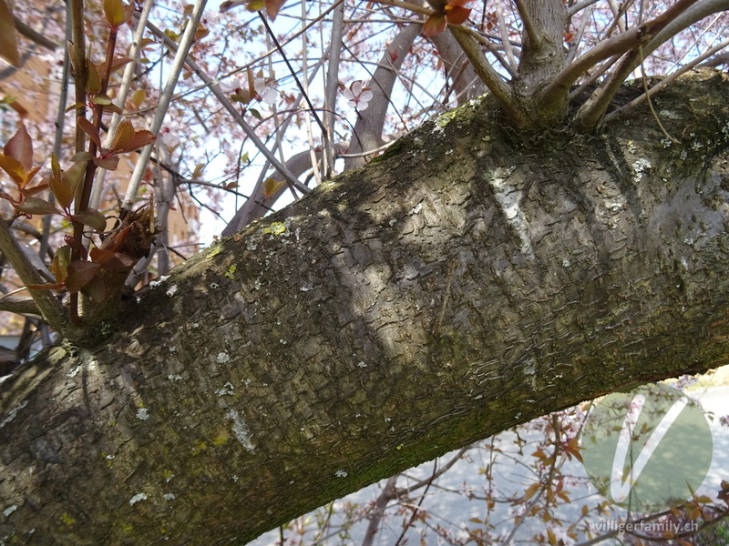 Japanische Blütenkirsche: Stengel