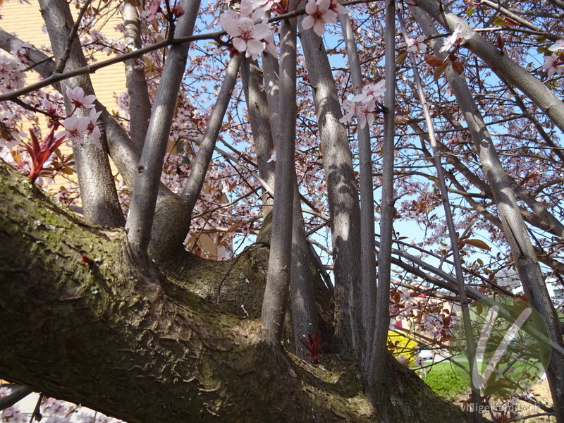 Japanische Blütenkirsche: Stengel