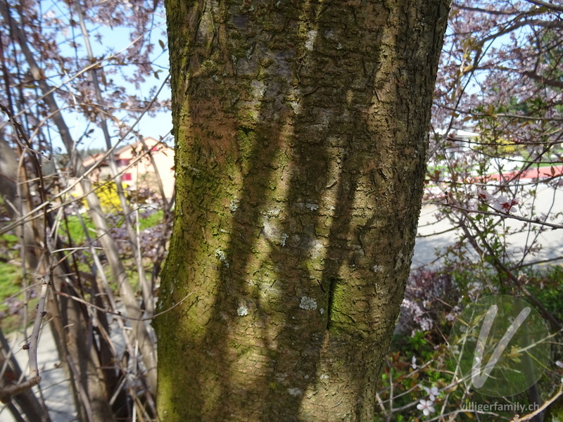 Japanische Blütenkirsche: Stengel