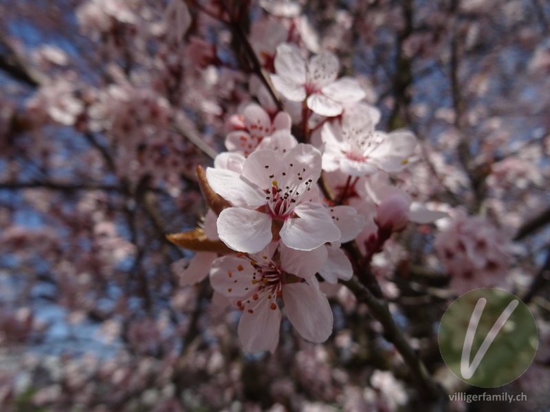 Japanische Blütenkirsche: Blüten