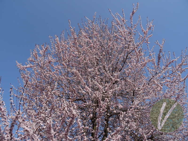 Japanische Blütenkirsche: Blüten, Gesamtbild