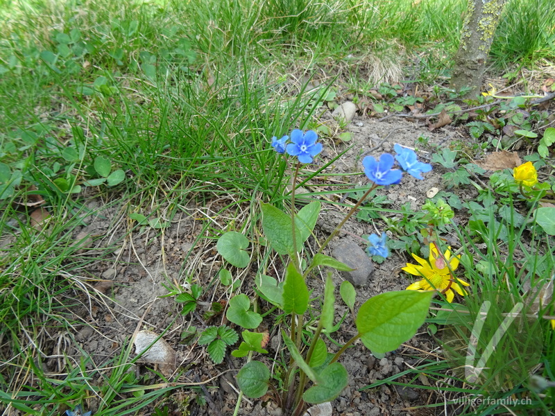 Nabelnuss: Gesamtbild