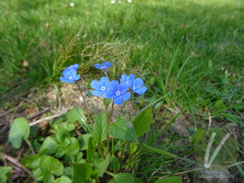 Nabelnuss: Blüten