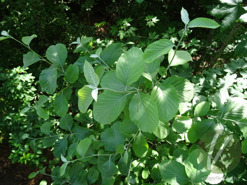 Echter Mehlbeerbaum: Blätter