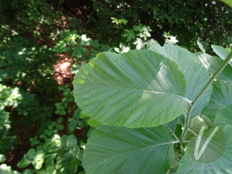 Echter Mehlbeerbaum: Blätter