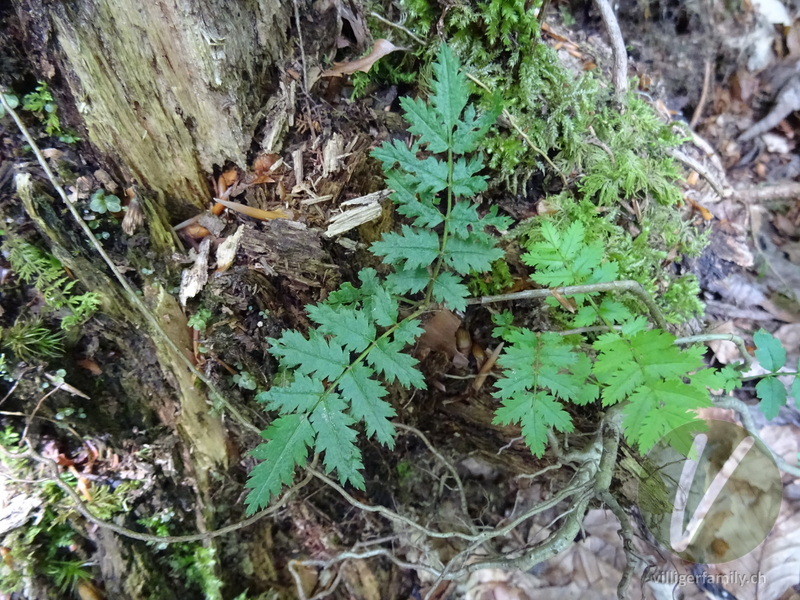 Vogelbeerbaum: Blätter