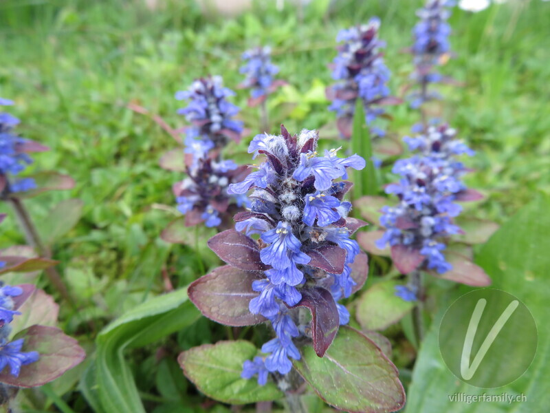 Kriechender Günsel: Gesamtbild, Blüten