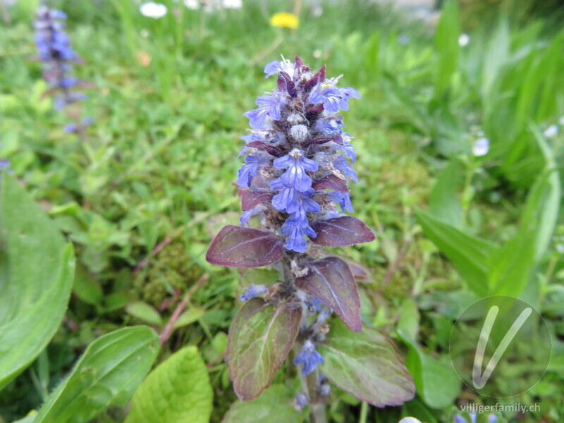 Kriechender Günsel: Blüten, Gesamtbild