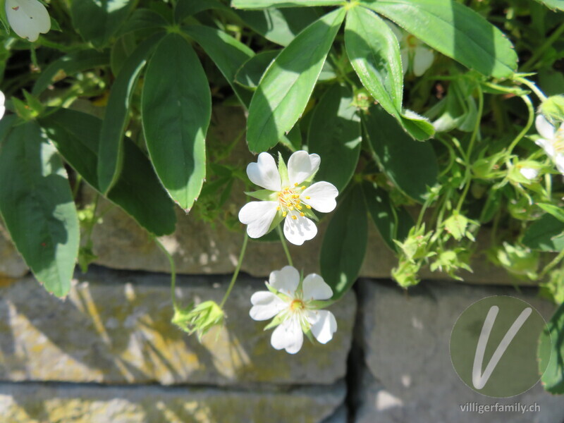 Weisses Fingerkraut: Blüten