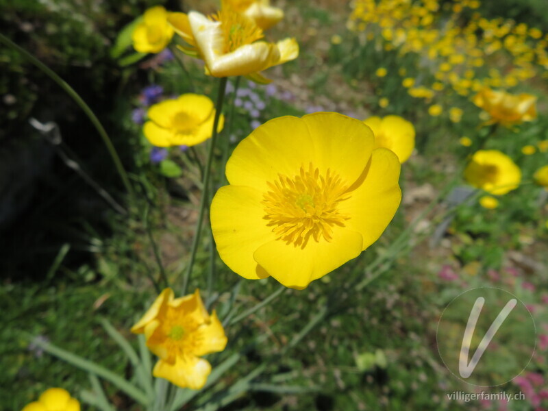 Grasblättriger Hahnenfuss: Blüten