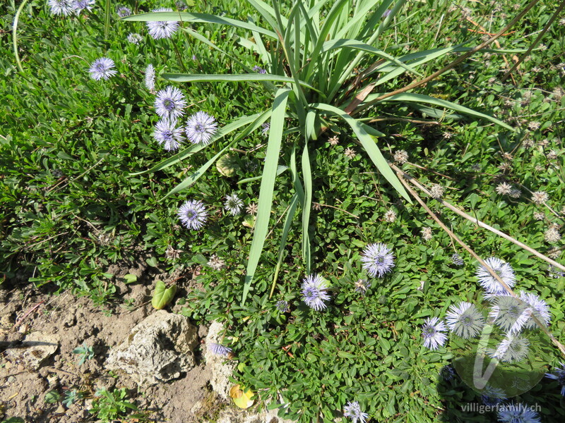 Grasblättriger Hahnenfuss: Blätter