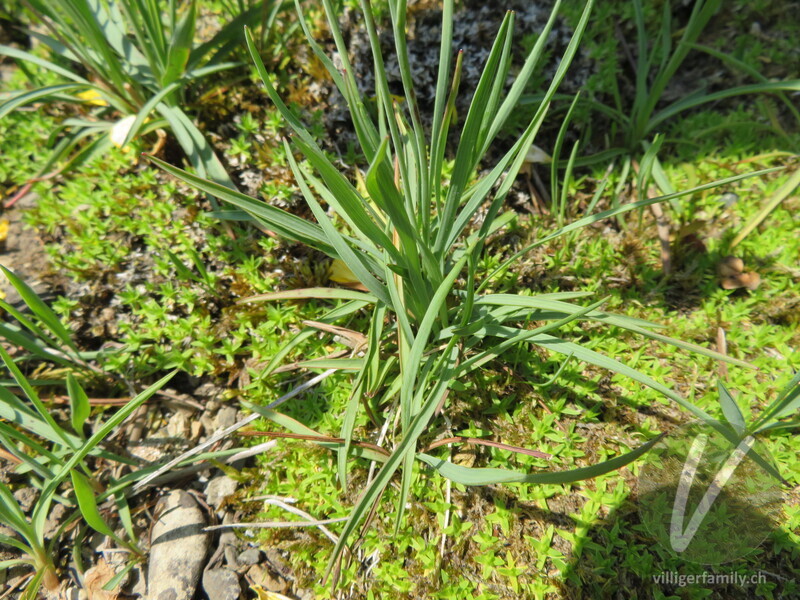 Grasblättriger Hahnenfuss: Blätter