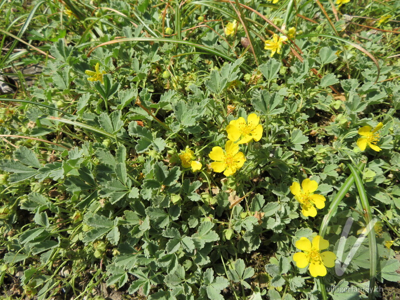 Sand-Fingerkraut: Gesamtbild, Blüten