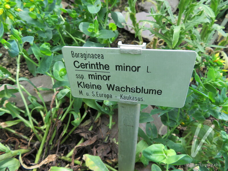 Kleine Wachsblume: Namensschild