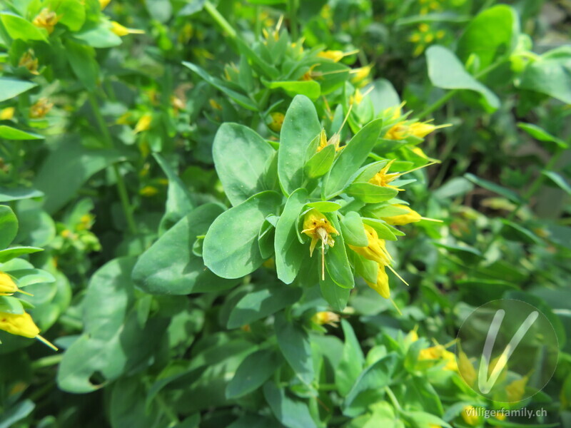 Kleine Wachsblume: Blüten, Blätter