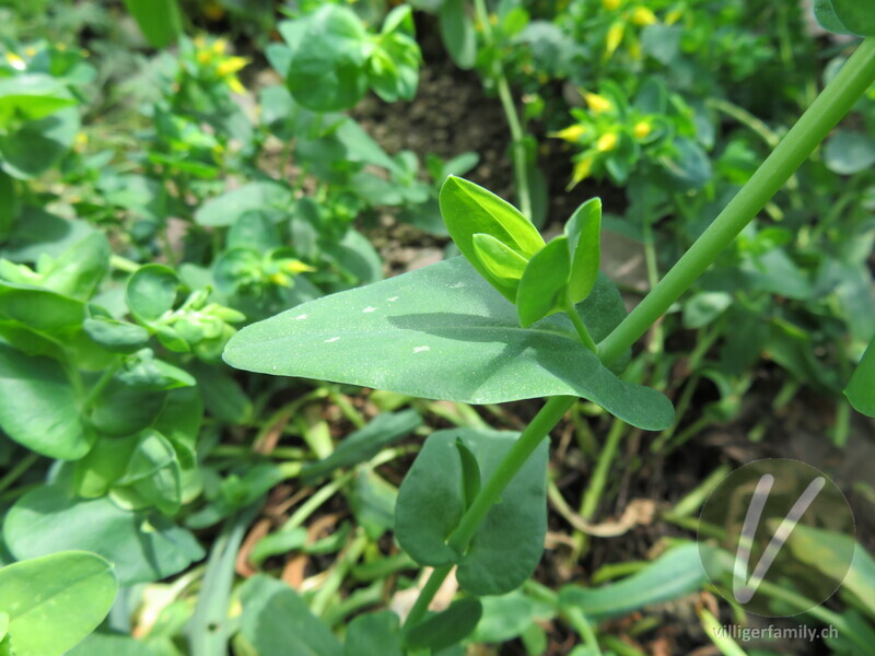 Kleine Wachsblume: Blätter, Stengel