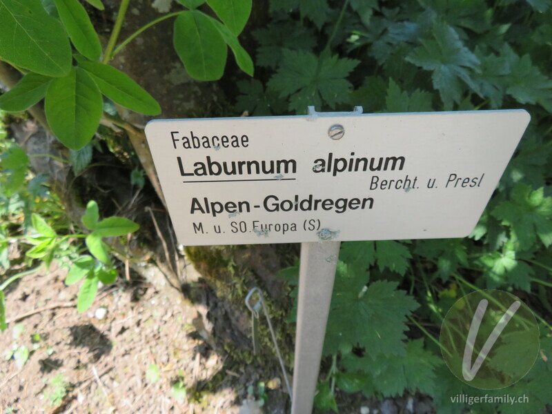 Alpen-Goldregen: Namensschild