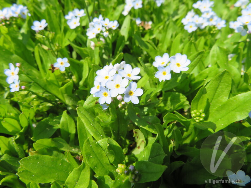 Bodensee-Vergissmeinnicht: Blüten