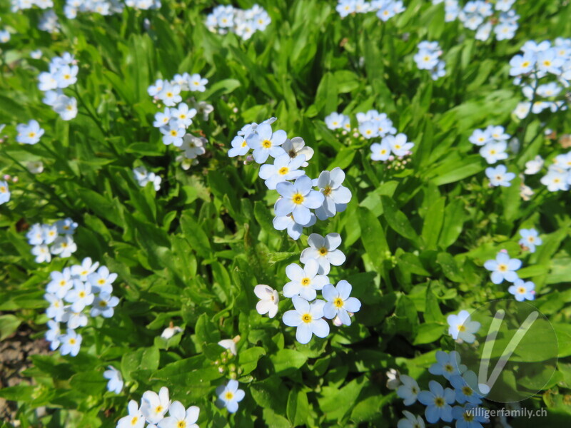 Bodensee-Vergissmeinnicht: Blüten