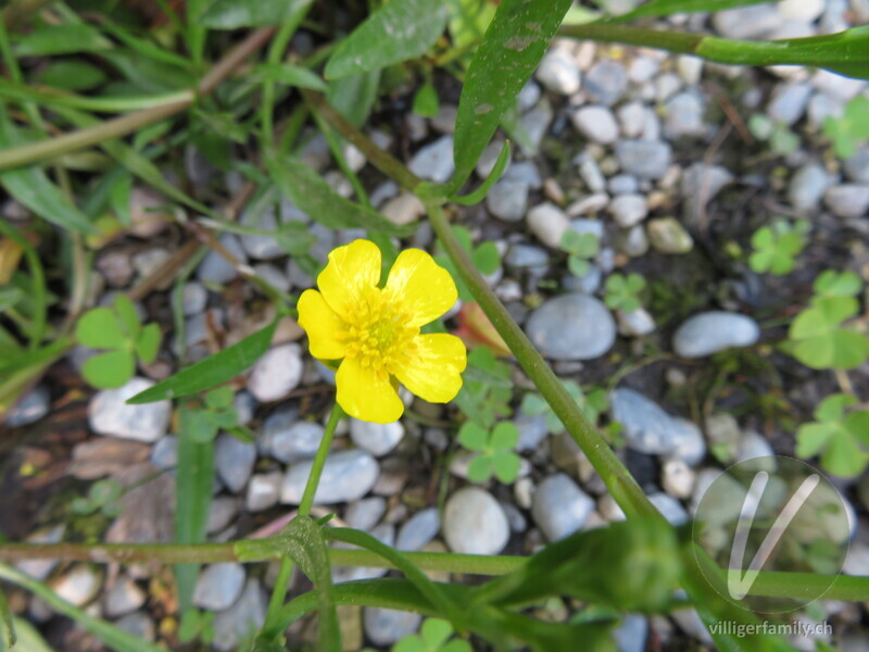 Kleiner Sumpf-Hahnenfuss: Blüten