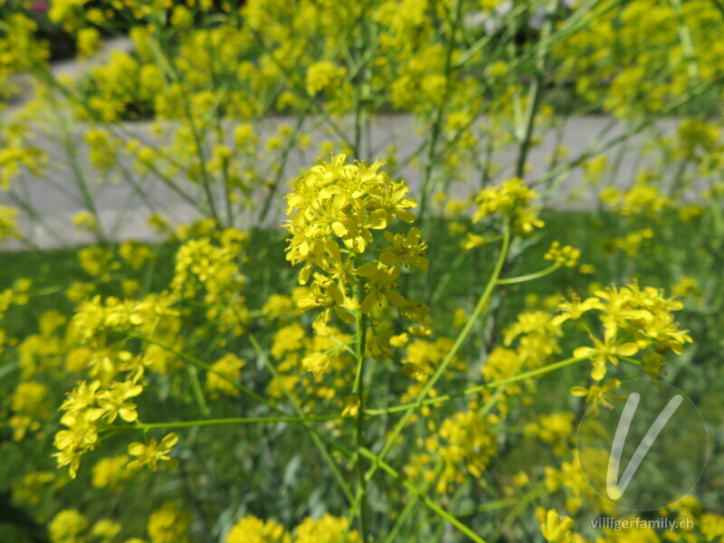 Färber-Waid: Blüten