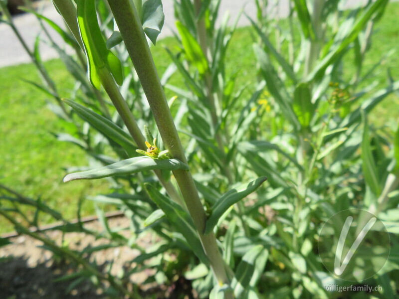 Färber-Waid: Blätter, Blüten, Stengel