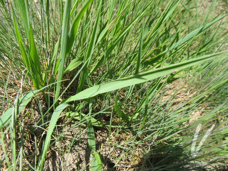 Walliser Schwingel: Blätter