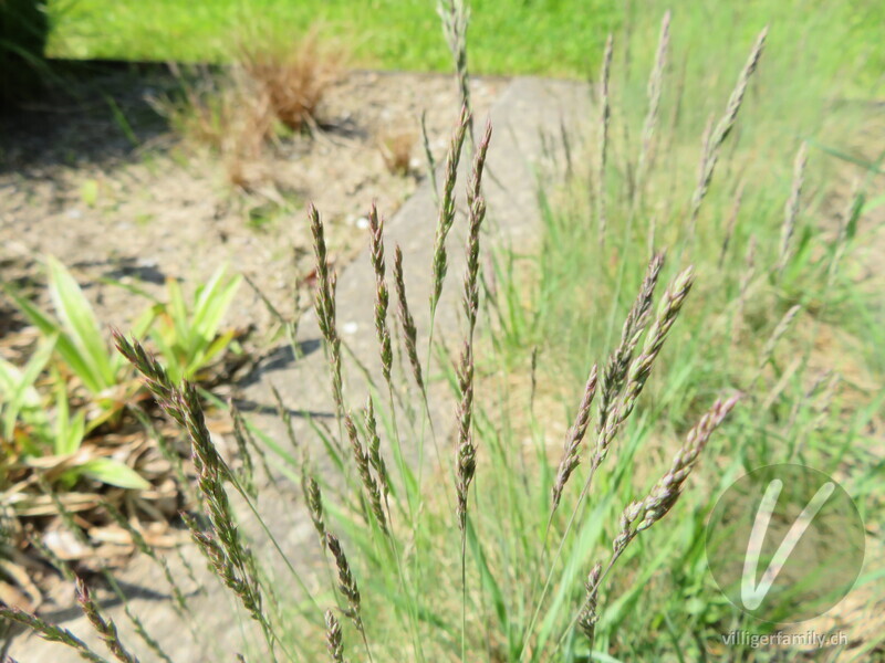 Walliser Schwingel: Blüten