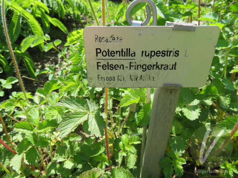 Felsen-Fingerkraut: Namensschild