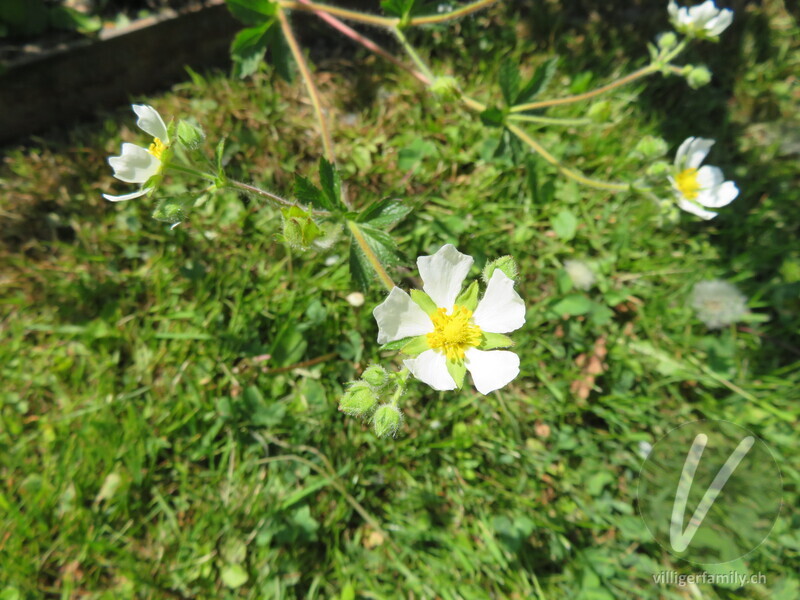 Felsen-Fingerkraut: Blüten