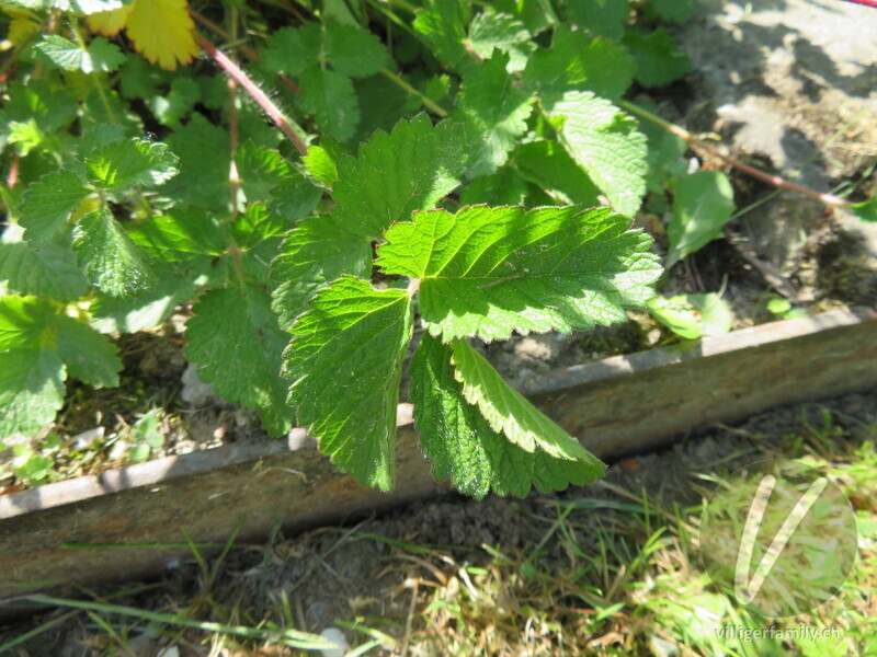 Felsen-Fingerkraut: Blätter