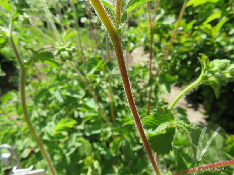 Felsen-Fingerkraut: Stengel