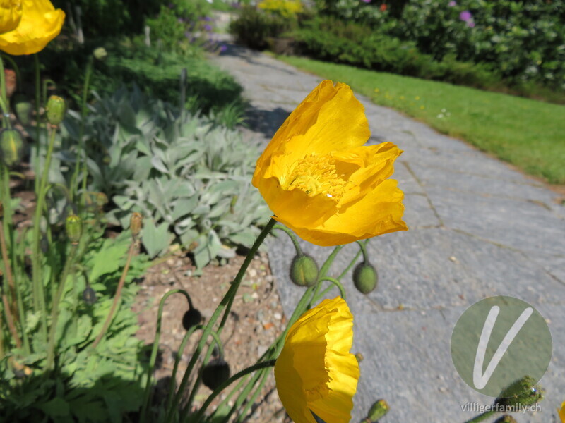 Altaischer Mohn: Blüten